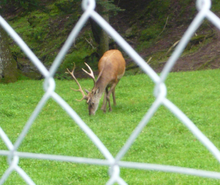 Beim Wildgehege