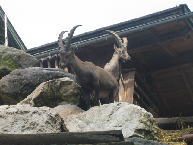 Ein Hochgebirgseindruck.