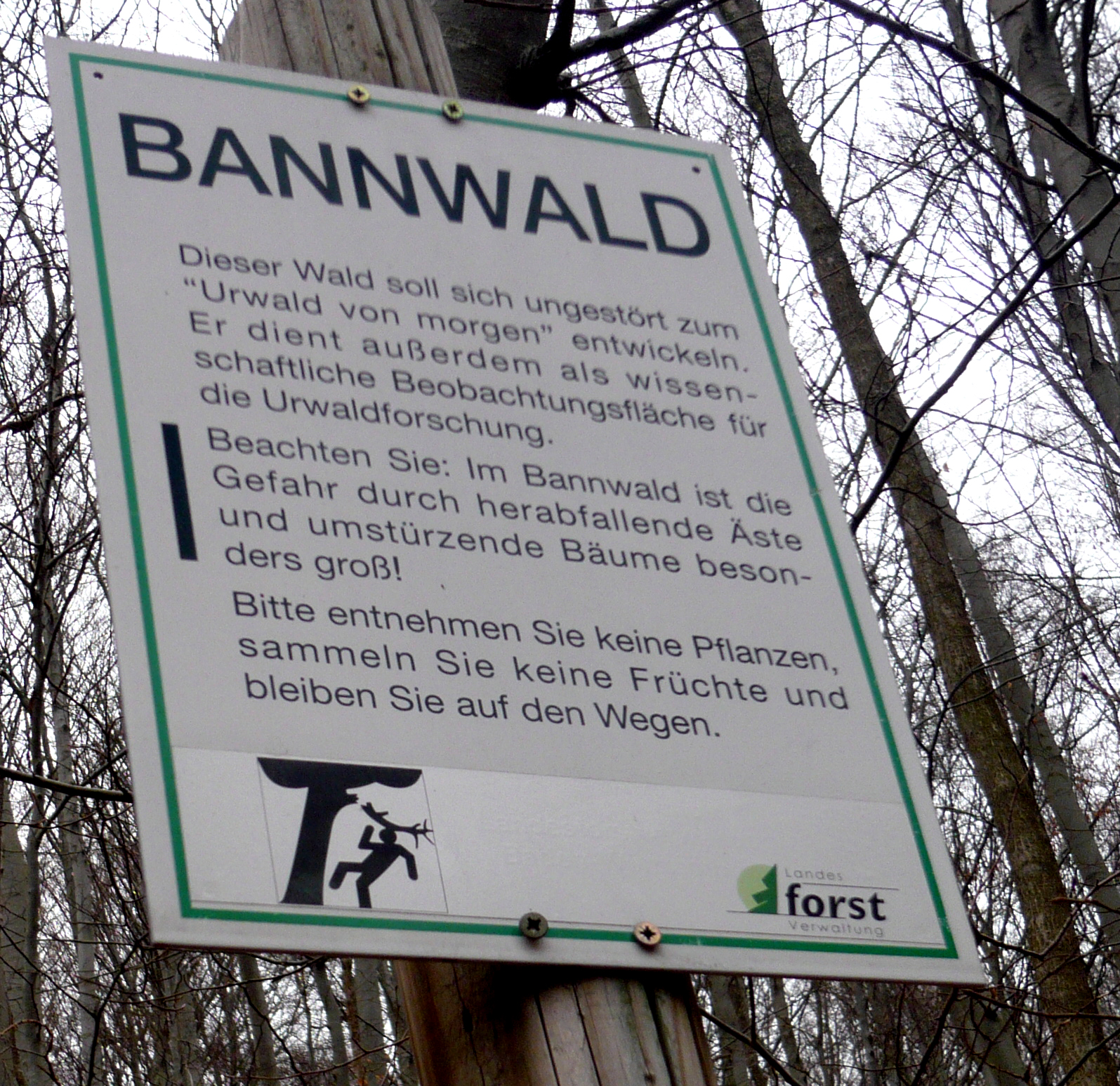 Durch den Bannwald