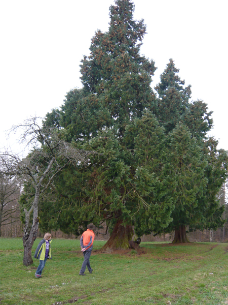 7-Erwachsenen Baum in voller Größe