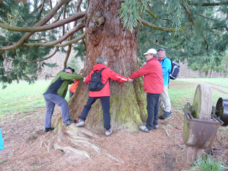 Ein 7 -Erwachsenen Baum
