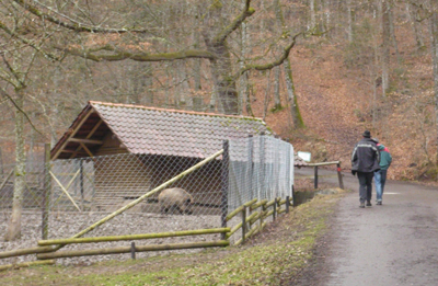 Beim Wildschweingehege