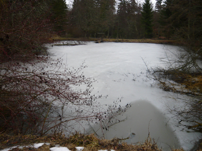 Der Brhlweiher ist noch mit Eis bedeckt.