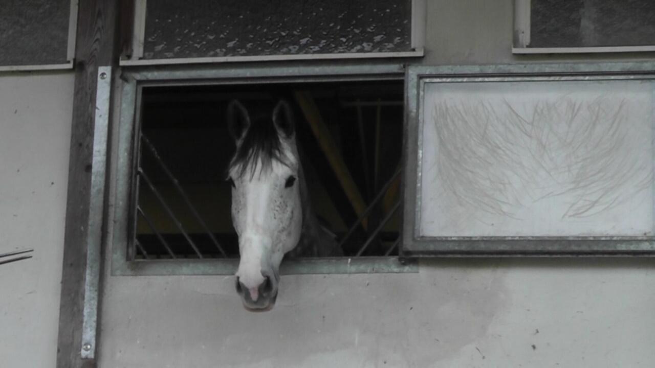 Ein tierischer Gast auf dem Ammerhof.