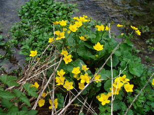 Sumpfdotterblumen am Fischbach