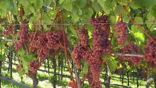 Die Gewürztraminer Trauben