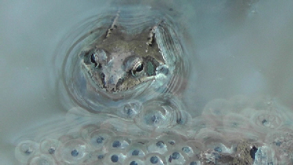 Ein Frosch bewacht den Laich