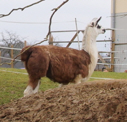 Lama am Ortsrand von Jettenburg